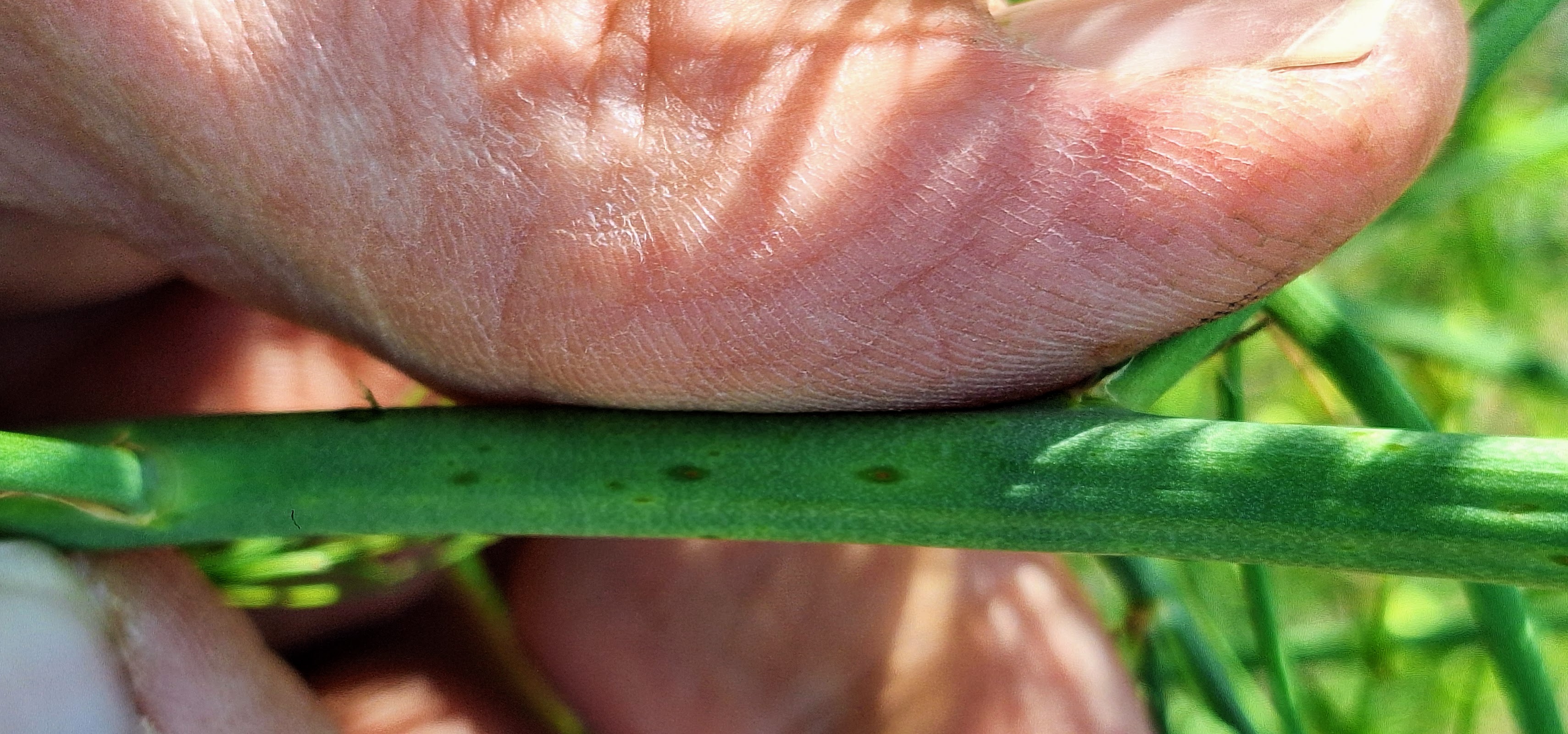 Three purple colored spots on the stem of an asparagus fern.